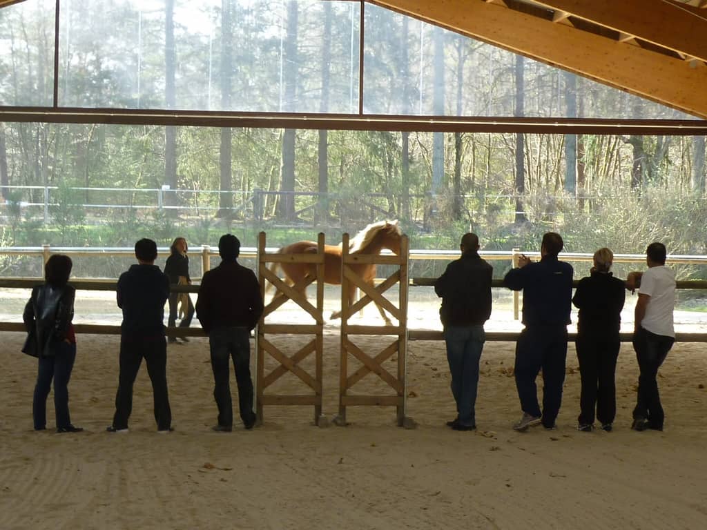 Photo equicoaching dans la fiche annuaire equicoach de Muriel Horrein